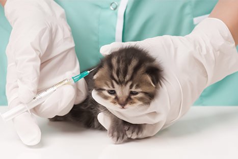 Veterinário com gato