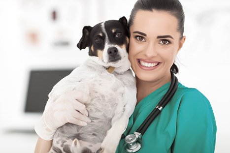 Equipe veterinária