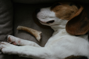 Acomodações para cães